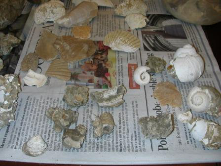 Niguel Formation Fossils 1